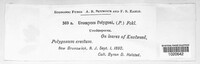 Uromyces polygoni-avicularis image